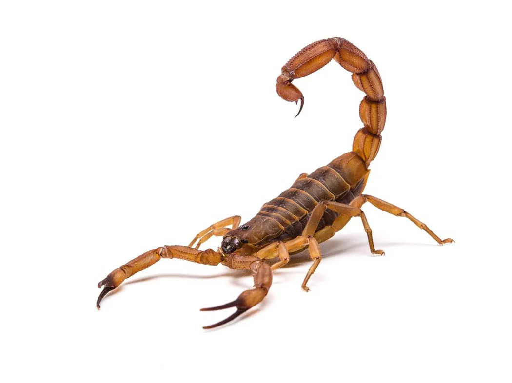 Escorpião